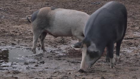 Pigs-Grazing