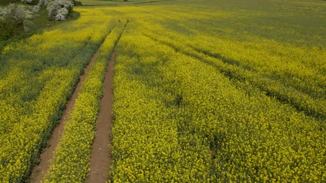 Volar-sobre-campo-amarillo