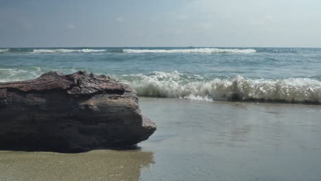 Driftwood-on-Shoreline