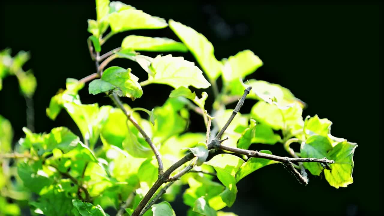 Hibiscus Leaves Free Stock Video Footage Download Clips Nature