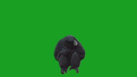 Monkey-on-Green-Screen