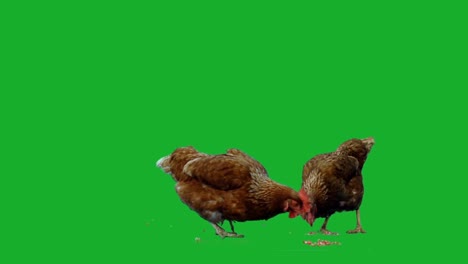 Chicken-on-Green-Screen