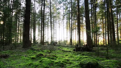 Waldboden-Kippen