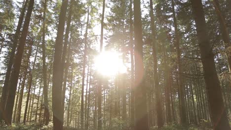 Pinos-en-la-luz-del-sol