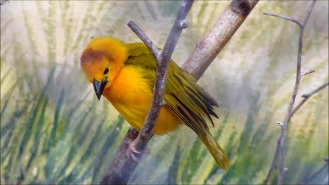 Weaver-Bird-sentado-en-la-rama