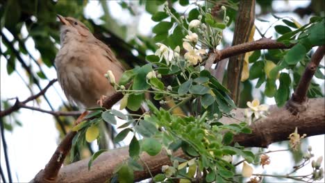 Closeup-of-a-Bird