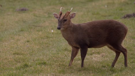 Ciervo-Muntjac-pastando