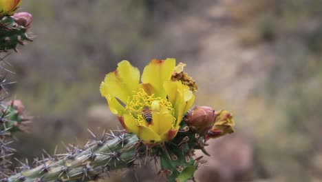 Biene-In-Kaktusblüte