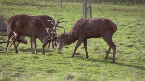 Deers-Rutting