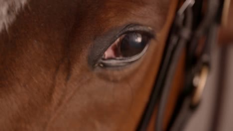 Primer-plano-de-ojo-de-caballo-de-carreras