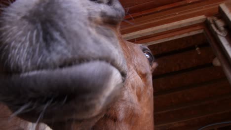 Nariz-de-caballo-de-carreras-de-cerca