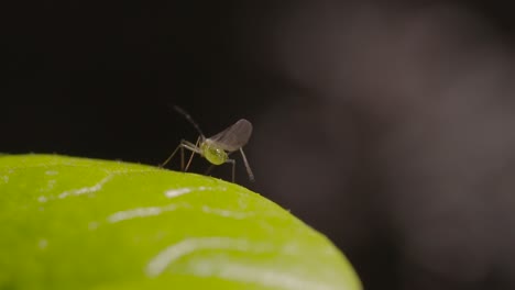 Blattlaus-Auf-Blatt-Makroaufnahme