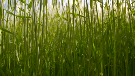 Barley-Field-2