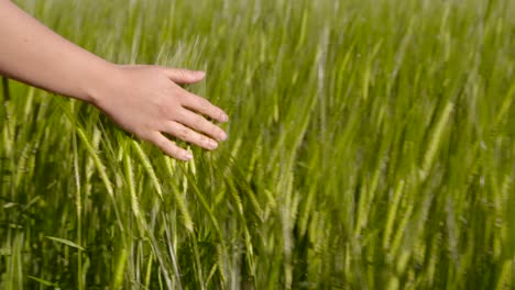 Walking-Through-Barley-Field