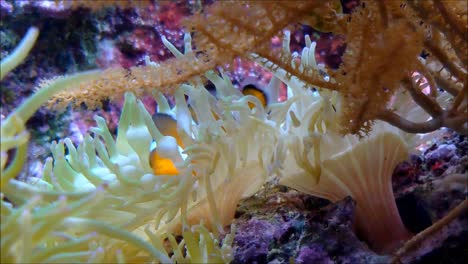 Clownfisch-In-Anemone-2