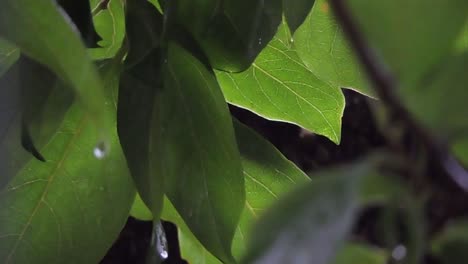 Rain-and-Leaves