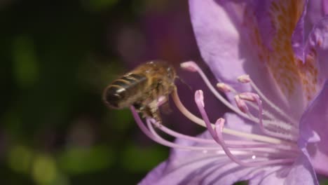 Abeja-en-flor-2