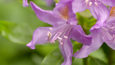 Primer-plano-de-rododendro-rosa