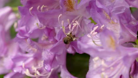 Abeja-en-flor-4