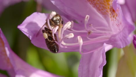 Biene-Auf-Blume