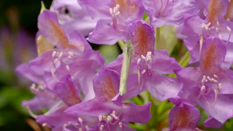 Butterfly-on-Flower-1