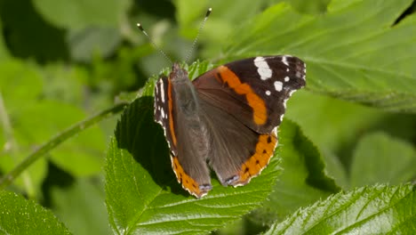 Mariposa-en-primer-plano-de-la-hoja