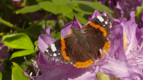 Schmetterling-Auf-Blume-2