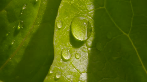 Water-Droplet-on-Leaf