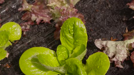 Watering-Plants-in-Garden