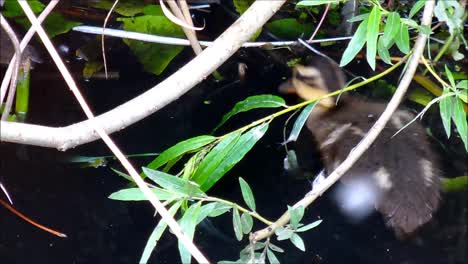 Ducklings-Behind-Branches