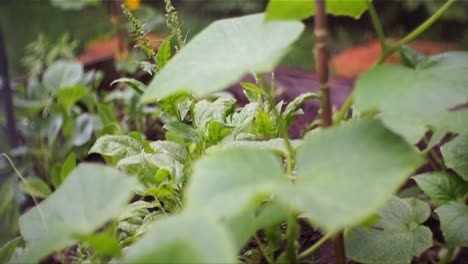 Plantas-en-la-lluvia