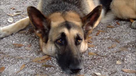 German-Shepherd-Dog