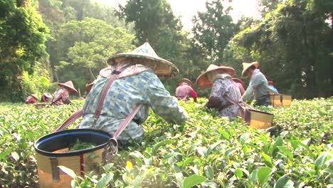 Teebauern-Aus-Taiwan