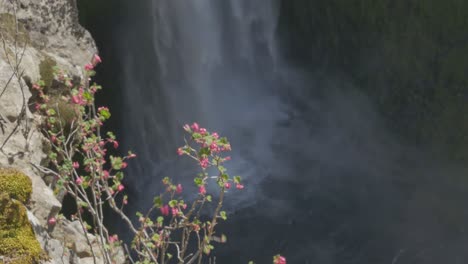 Cascada-que-sobresale-de-la-planta