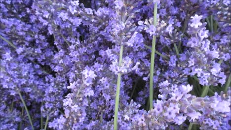 Hummel-Und-Lavendel