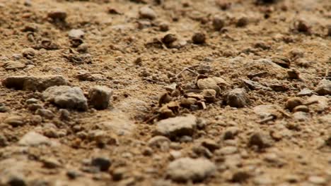 Ant-Crawling-in-Sand