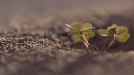 Anthill-with-Clover