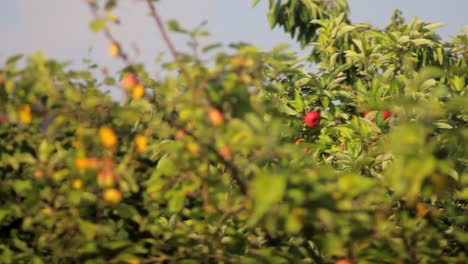 Apple-Tree-Top