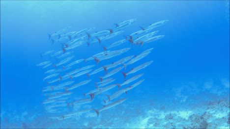 School-of-Barracuda