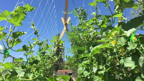 Bees-in-Trellis-Garden