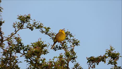 American-Yellow-Warbler