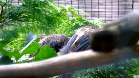 Brown-Breasted-Barbets-1