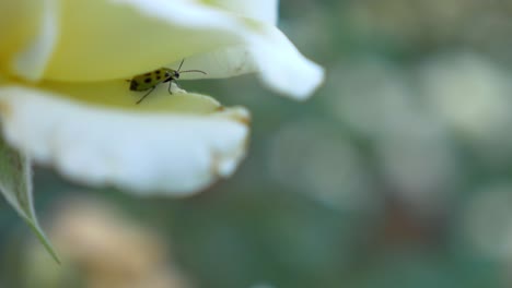 Bug-on-a-Flower-Petal