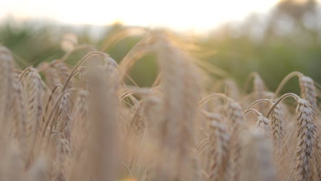 Sunny-Cornfield-Pan