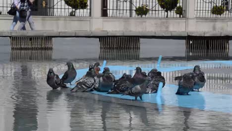 Tauben-Im-Brunnen-Bratislava