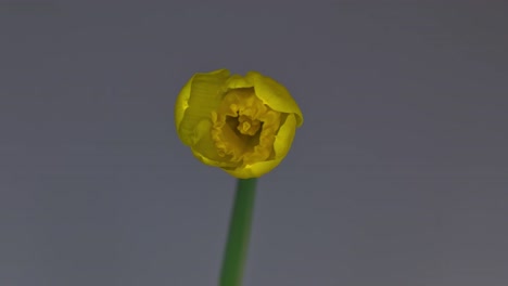 Daffodil-Blooming-1