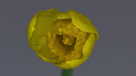 Daffodil-Blooming-2