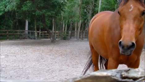 Caballo-polvoriento