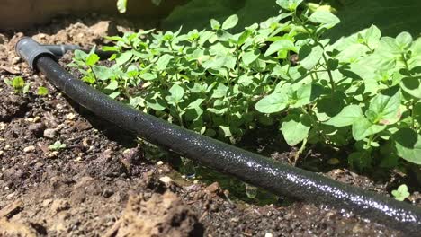 Drip-Irrigation