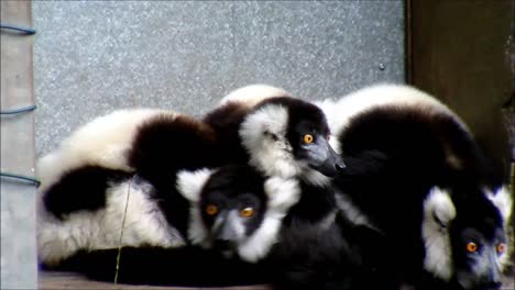 Exited-Ruffed-Lemurs